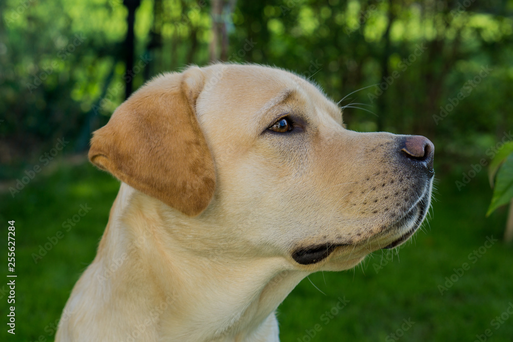 Labrador retriever portrait Labrador retriever portrait