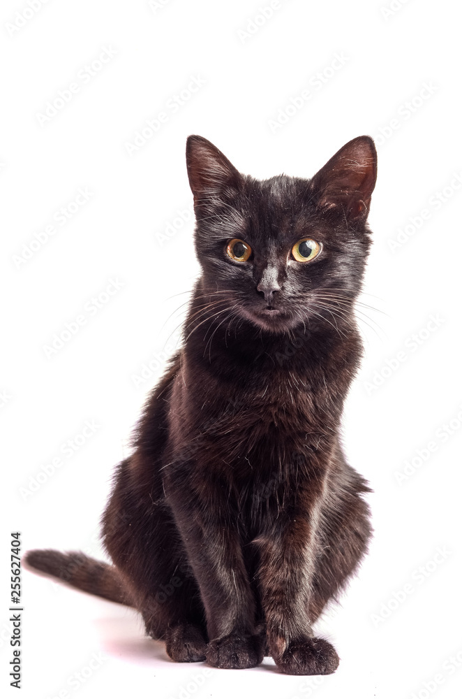 Obraz premium Black Cat sitting and looking at the camera, isolated on white.