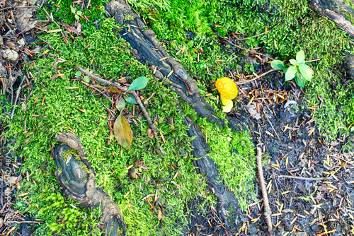 Yellow Fly acaric mushroom torrington connecticut photo