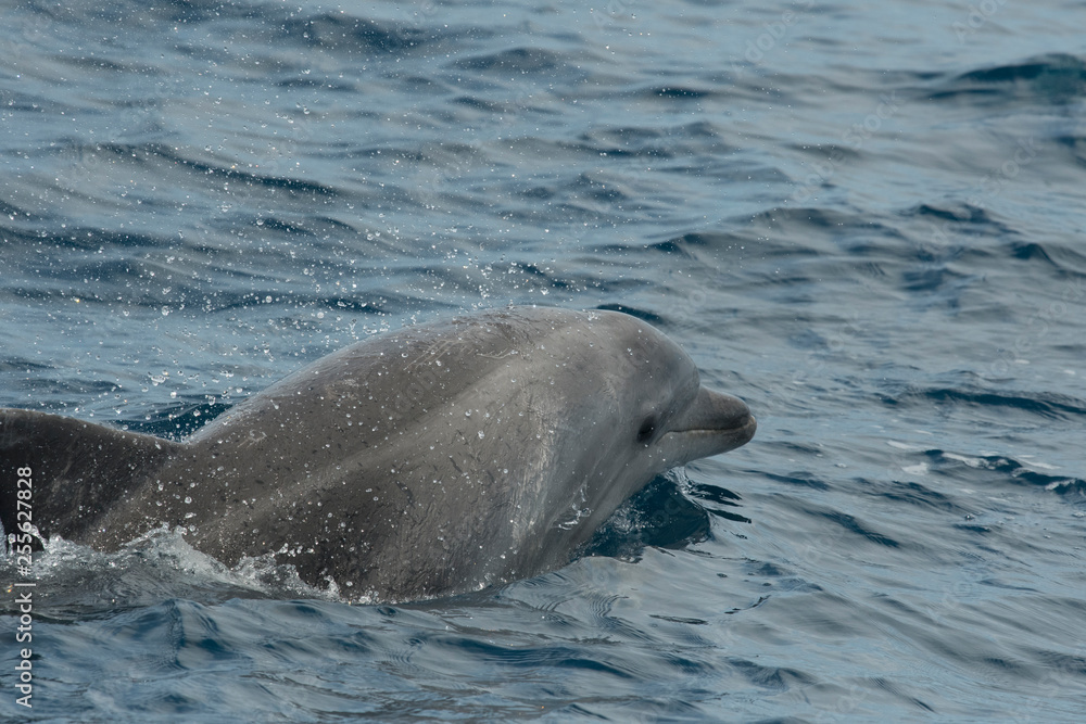 Obraz premium Grand dauphin
