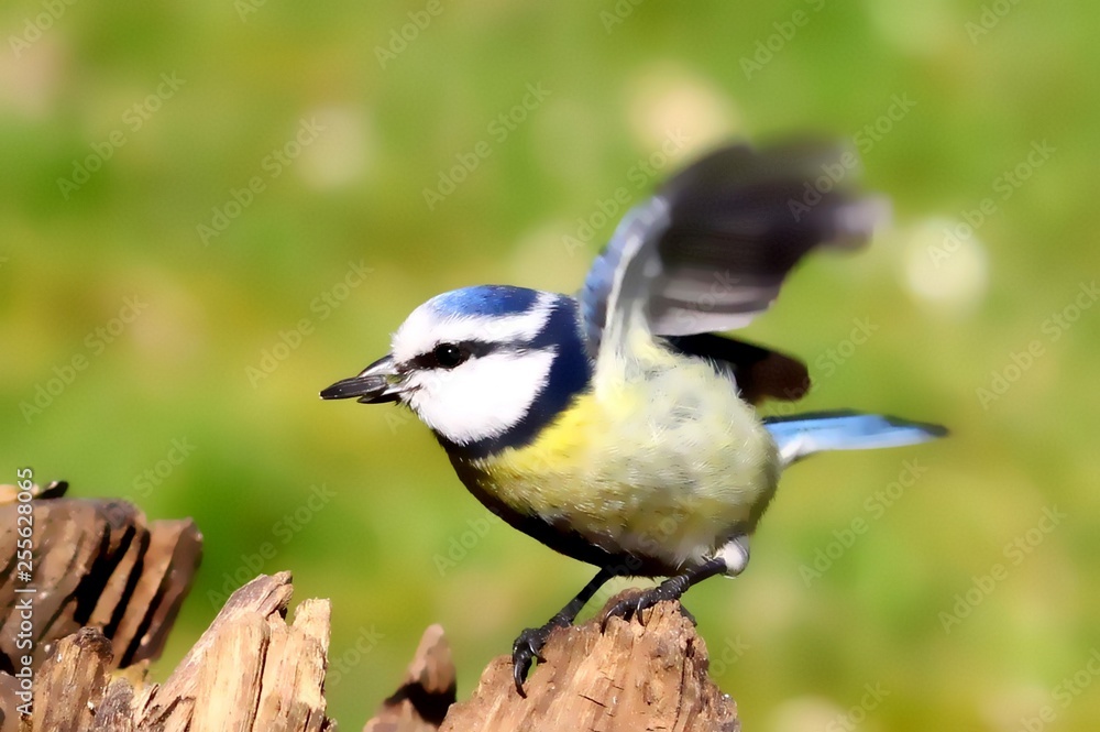 blaumeise blaumeise