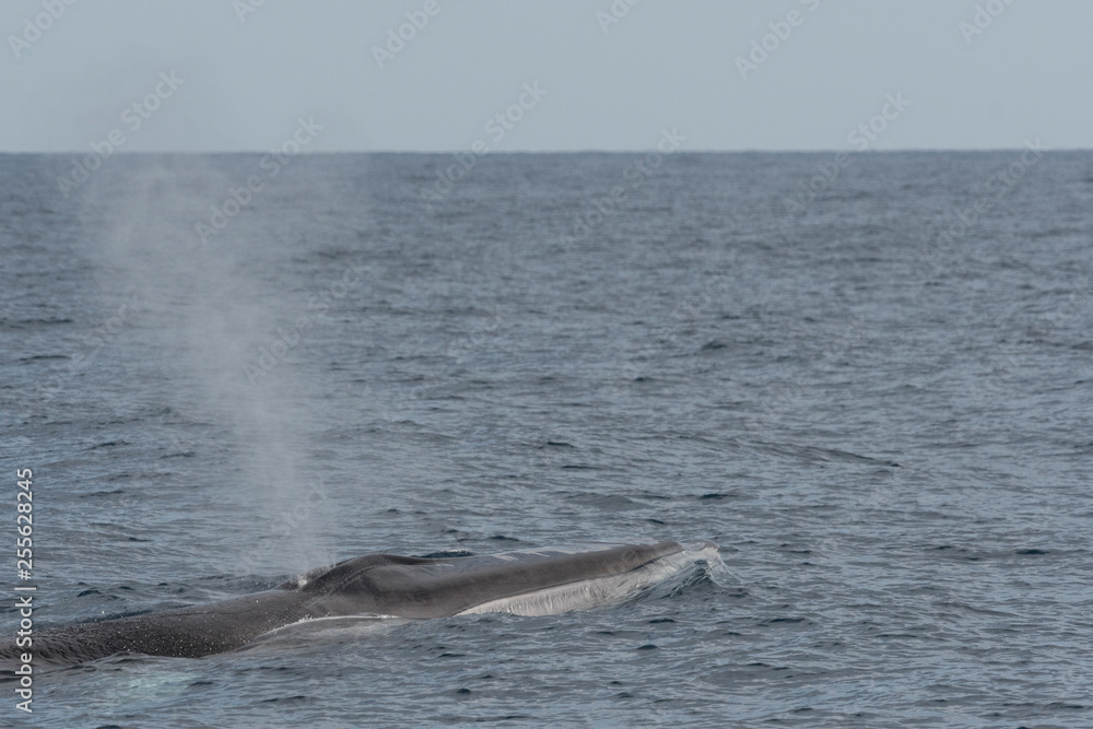 Fototapeta premium Rorqual commun