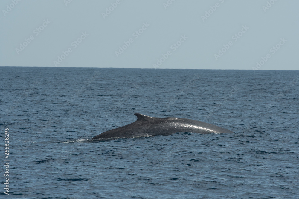 Fototapeta premium Rorqual commun