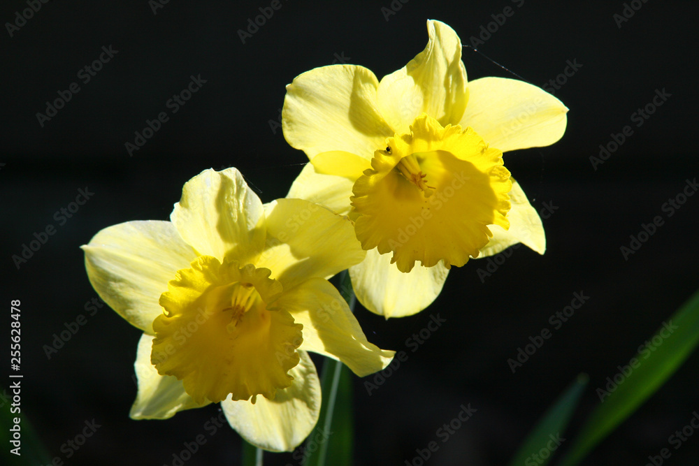 Zwei gelbe Narzissen vor fast schwarzem Hintergrund