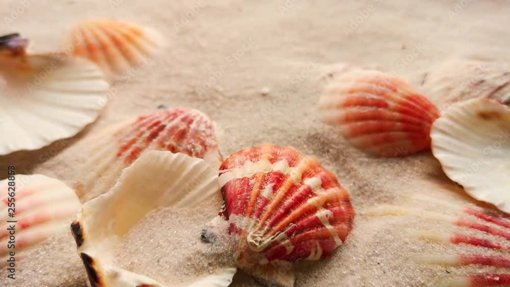 Beautiful shells on white sand beach, close up. Wind blowing on the sand. Beautiful shells on white sand beach, close up. Wind blowing on the sand.