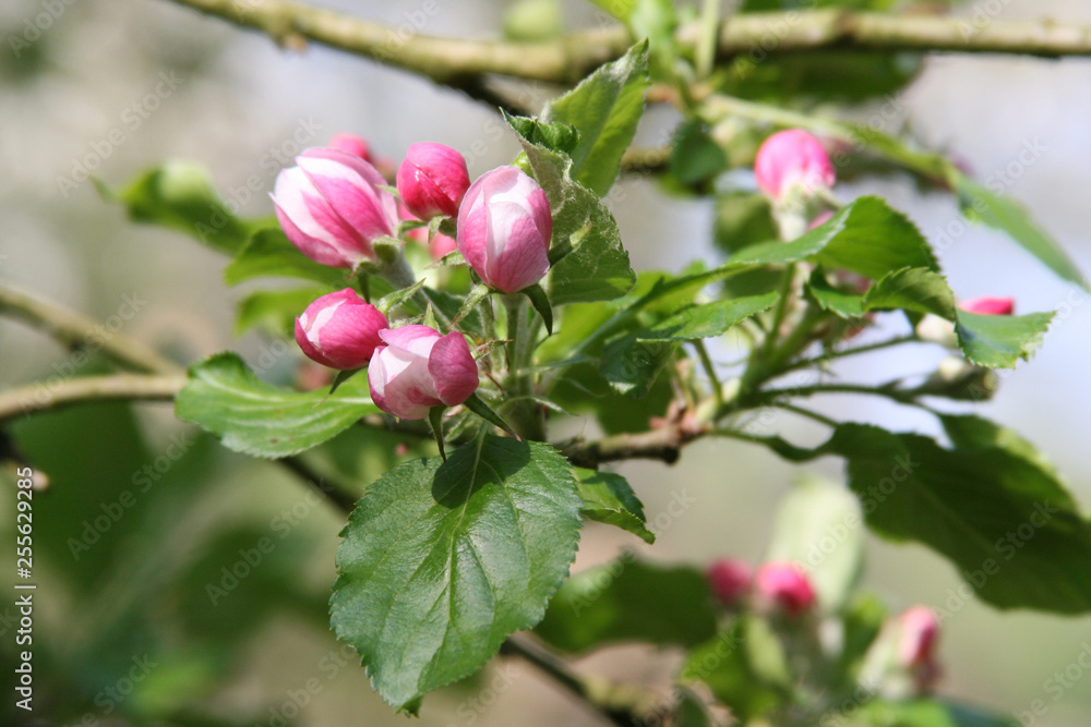 Blütenknospen an einem Apfelbaum Blütenknospen an einem Apfelbaum