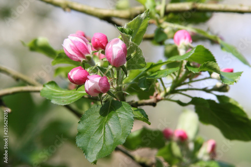 Blütenknospen an einem Apfelbaum