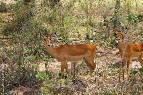 Female antelope