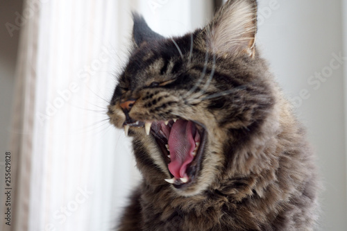 Maine Coon cat yawns, tongue and teeth are visible, pet