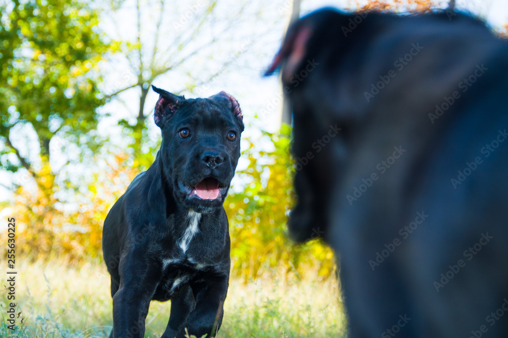black puppies run and play in the meadow