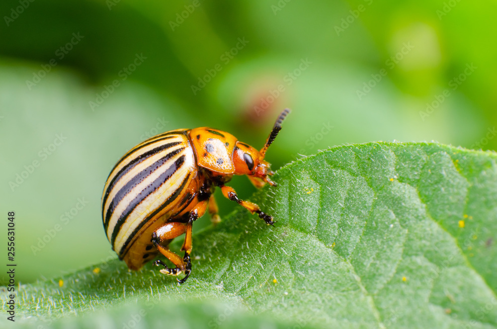 Colorado potato beetle eats green potato leaves Colorado potato beetle eats green potato leaves