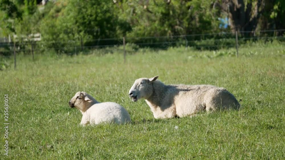 Lamb and sheep grazing rest eating grass at Wanaka Town, New Zealand. Lamb and sheep grazing rest eating grass at Wanaka Town, New Zealand.