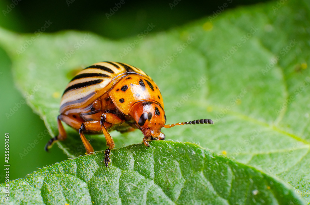 Colorado potato beetle eats green potato leaves Colorado potato beetle eats green potato leaves
