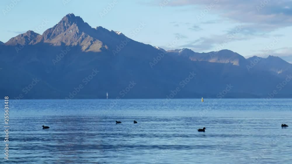 Flock of mallard ducks swim at Lake Wakatipu, Queenstown,South Island, New Zealand in early sunny day. Flock of mallard ducks swim at Lake Wakatipu, Queenstown,South Island, New Zealand in early sunny day.