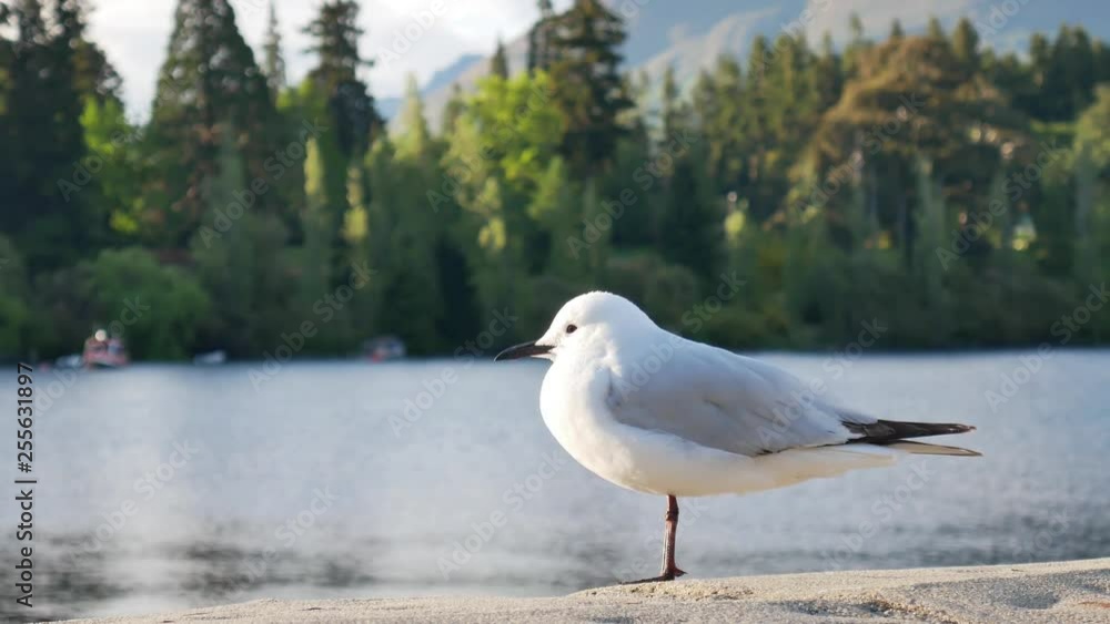 A seagull stand on pier at Lake Wakatipu, Queenstown,South Island, New Zealand. A seagull stand on pier at Lake Wakatipu, Queenstown,South Island, New Zealand.