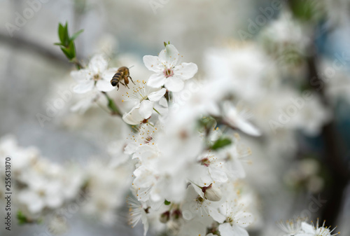 Fototapeta Naklejka Na Ścianę i Meble -  A hardworking bee collects honey on the beautiful flowers of wild plum on a sunny, warm spring day.
