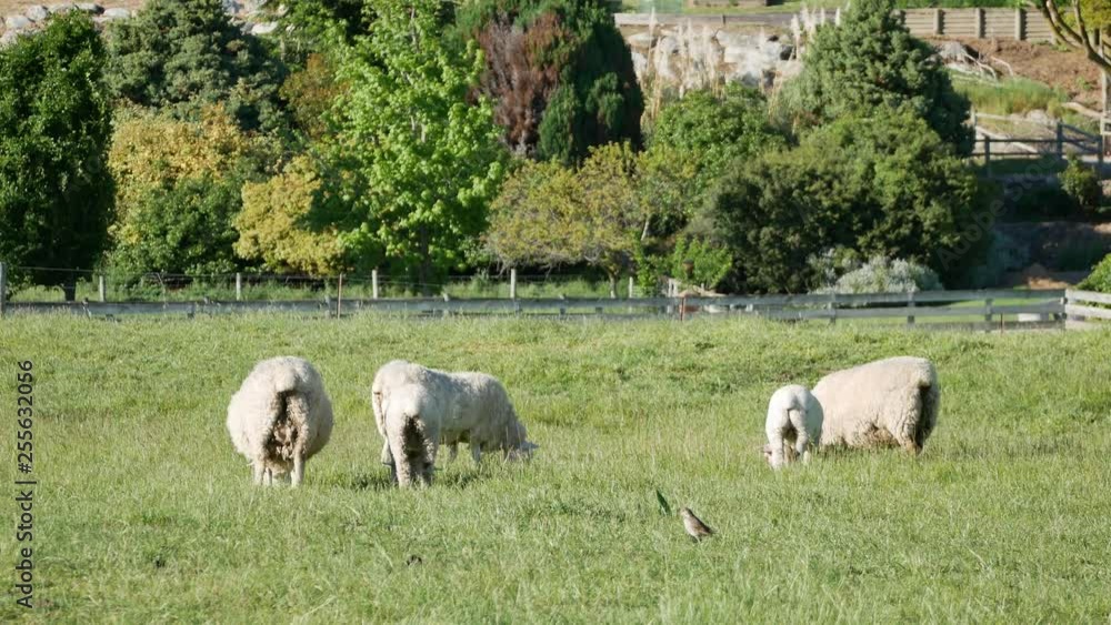 A bird walk at the back of sheeps at New Zealand. A bird walk at the back of sheeps at New Zealand.