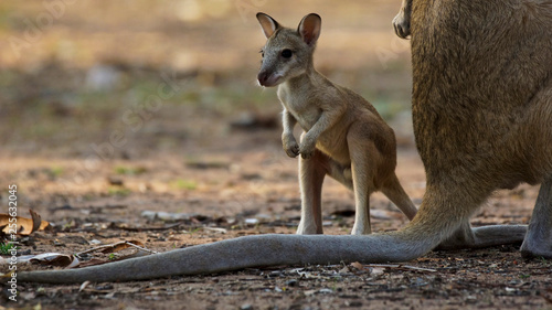 Photos Wallaby