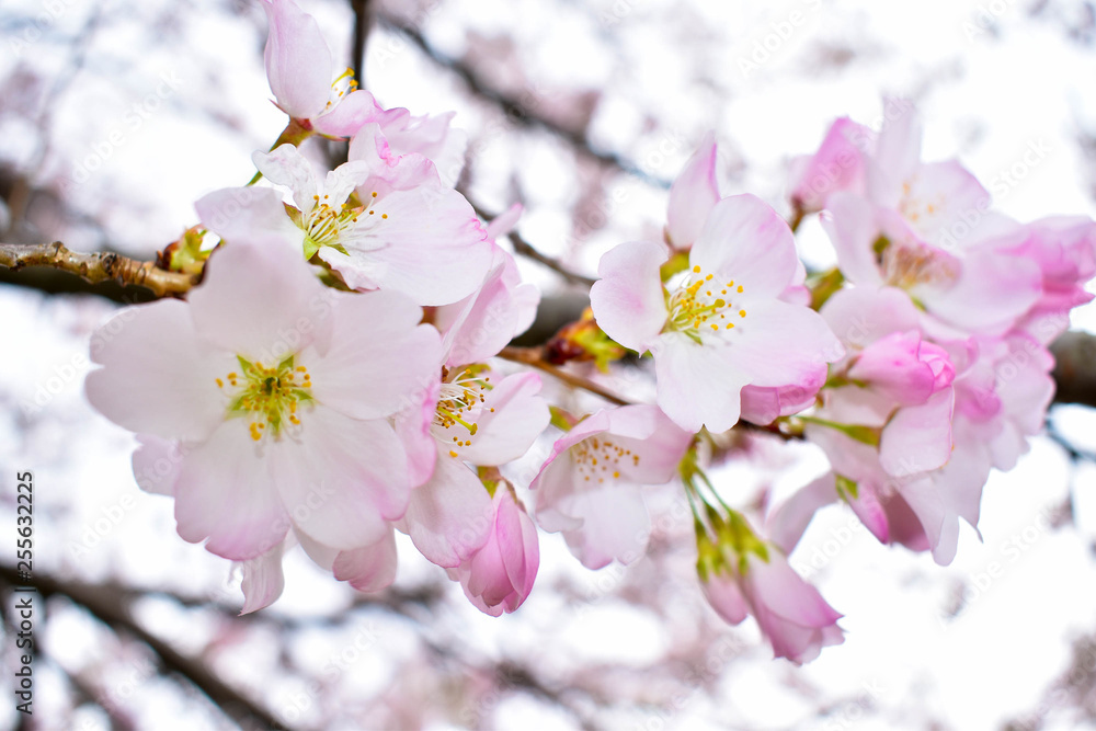 Obraz premium cherry blossoms in the spring