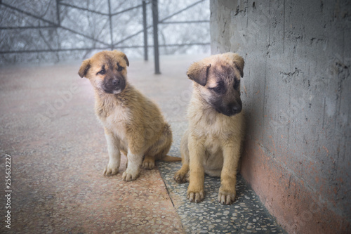 Two mixed breed puppies sitting in front view. Two little dogs sitting on balcony floor.