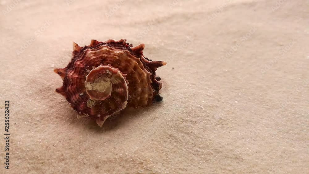 Beautiful shell on white sand beach, close up. Wind blowing on the sand. Beautiful shell on white sand beach, close up. Wind blowing on the sand.