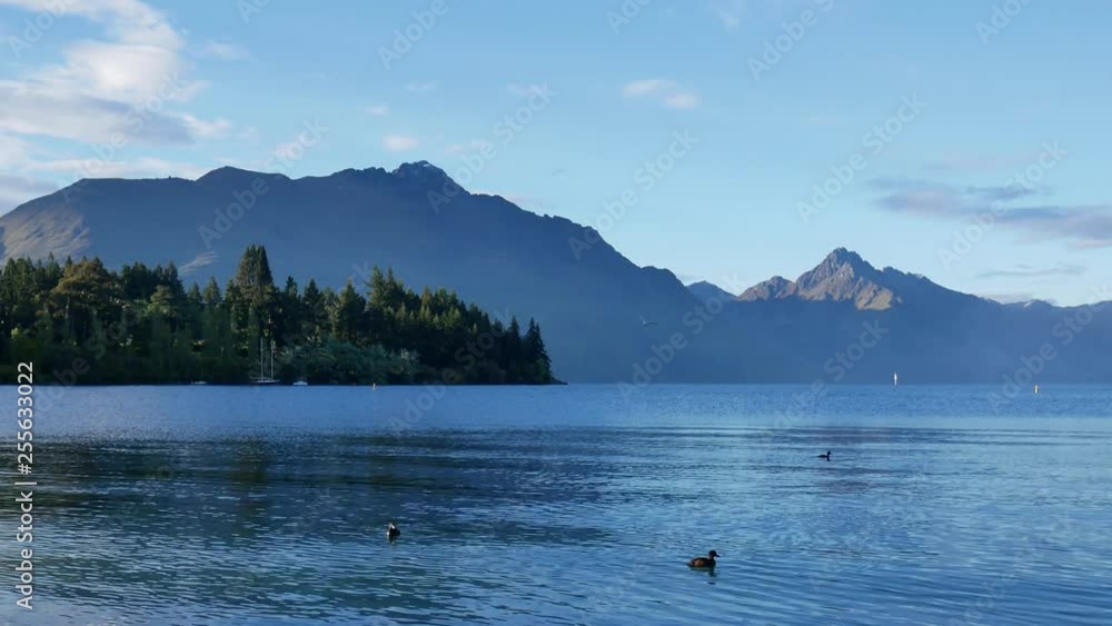 Ducks swim and seagull fly at Lake Wakatipu, Queenstown,South Island, New Zealand. Ducks swim and seagull fly at Lake Wakatipu, Queenstown,South Island, New Zealand.