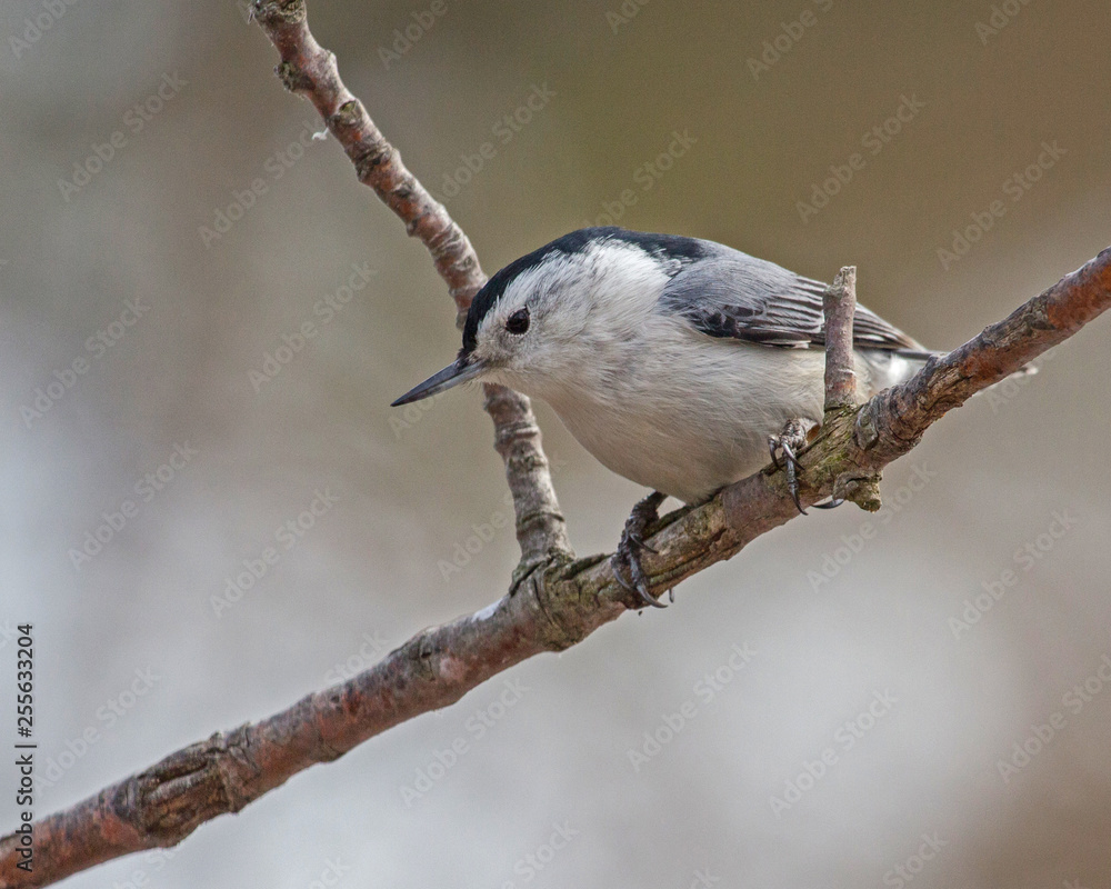 Naklejka premium Nuthatch
