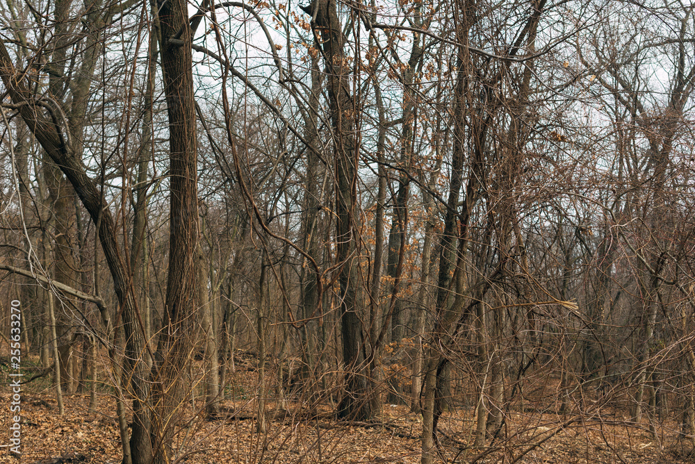tree in the forest in winter