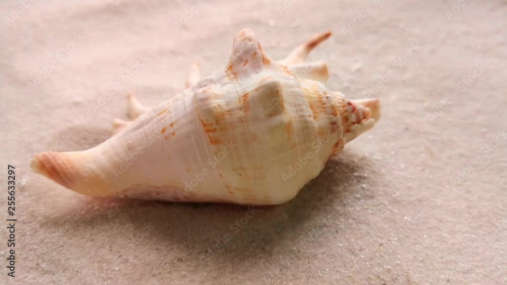 Beautiful shell on white sand beach, close up. Wind blowing on the sand. Beautiful shell on white sand beach, close up. Wind blowing on the sand.