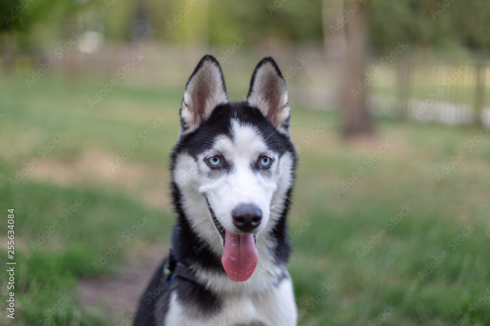 Beautiful lovely husky portrait. Beautiful lovely husky portrait.