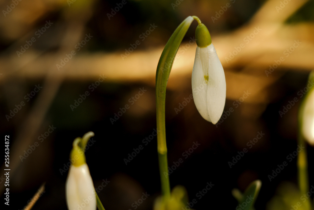 Snowdrop (Galanthus) at the dawn Snowdrop (Galanthus) at the dawn