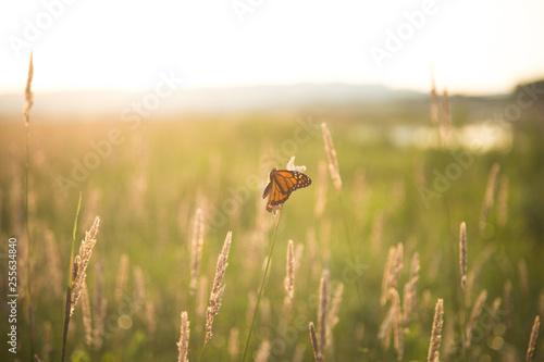 butterfly field of wheat