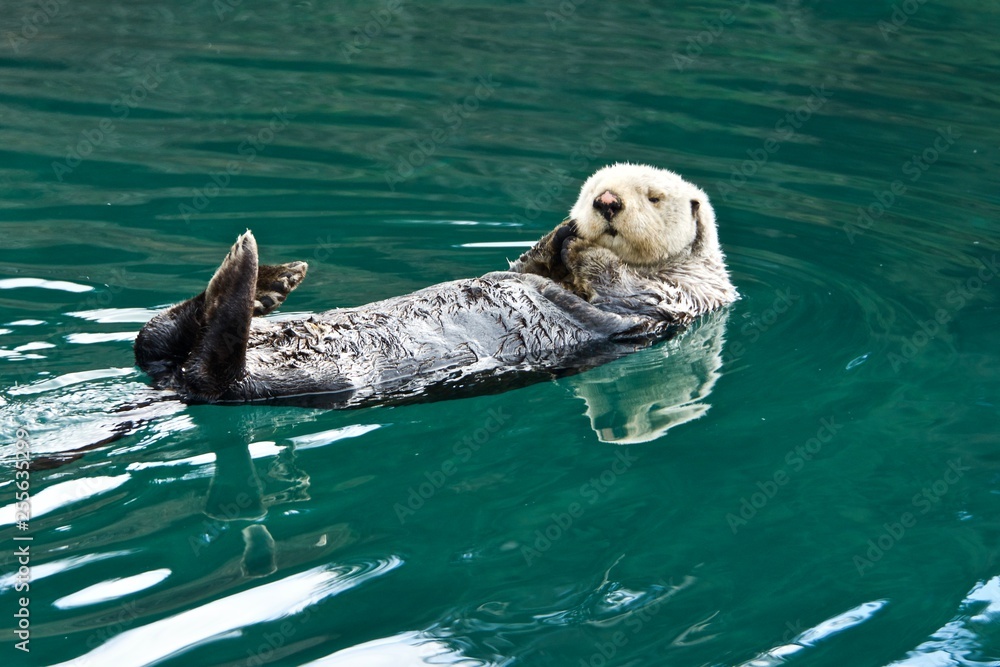Fototapeta premium Sleepy Sea Otter floating around the harbor