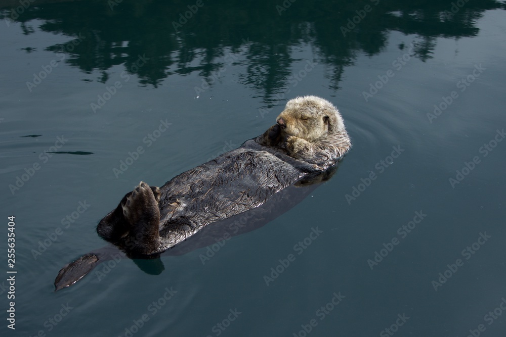 Fototapeta premium Sleepy Sea Otter floating around the harbor