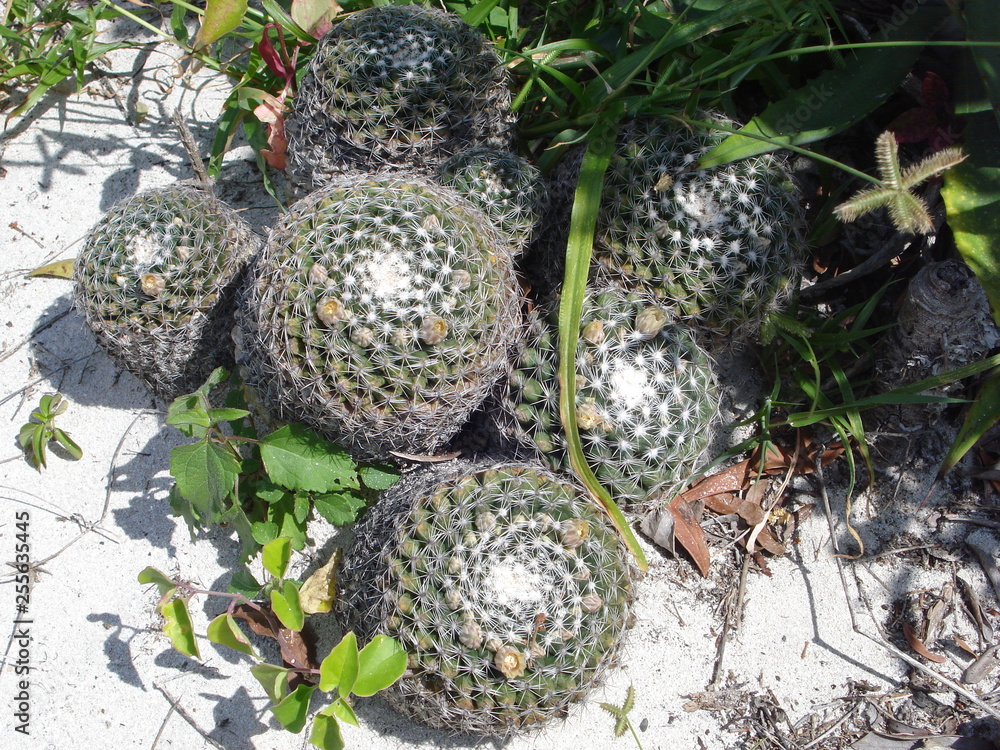 Colonia de una Mammillaria silvestre. Colonia de una Mammillaria silvestre.