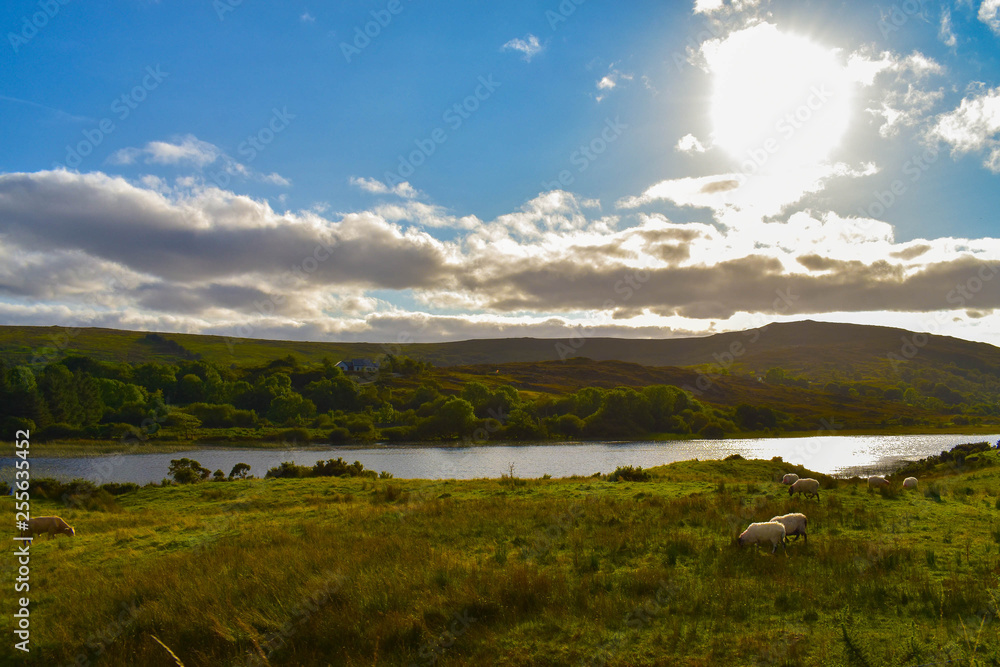 Idyllic landscape with sheep in Ireland
