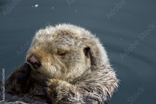 Sleepy Sea Otter floating around the harbor © GSheckells