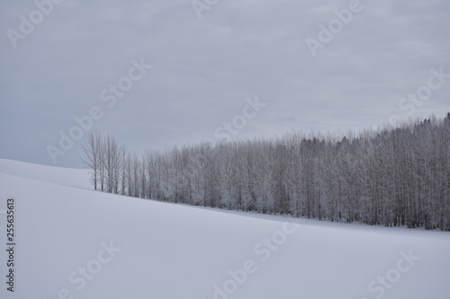 copse of trees