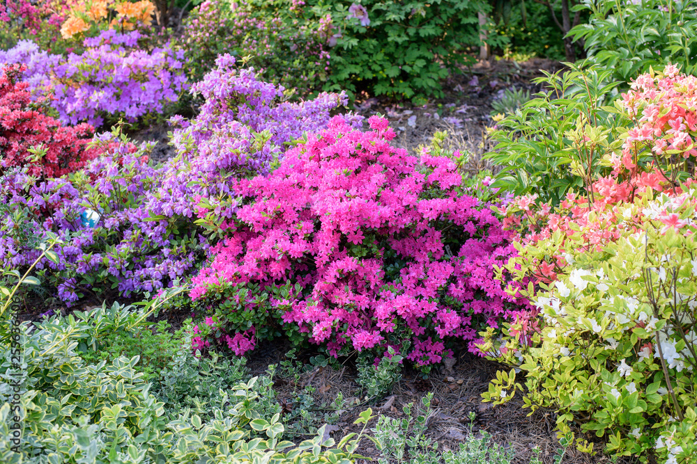 rhododendron bush during blossoming rhododendron bush during blossoming