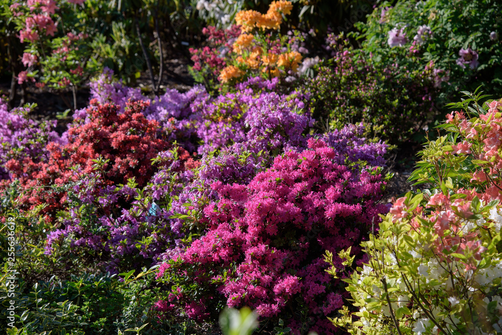 rhododendron bush during blossoming