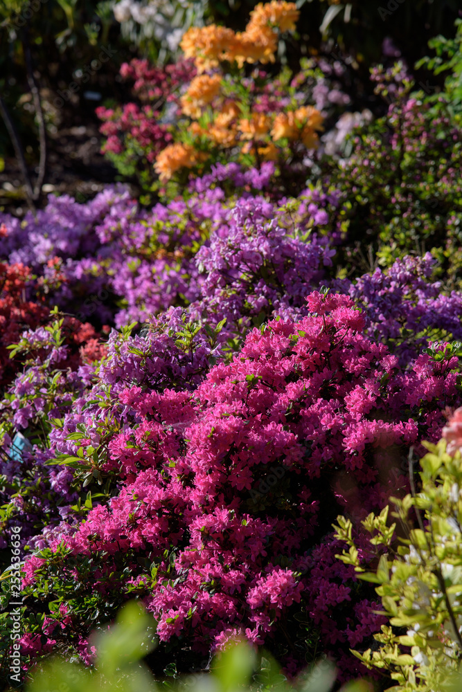Obraz premium rhododendron bush during blossoming