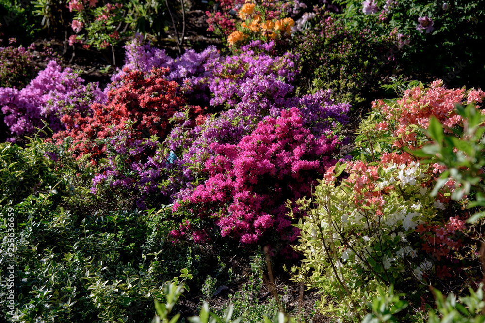 rhododendron bush during blossoming