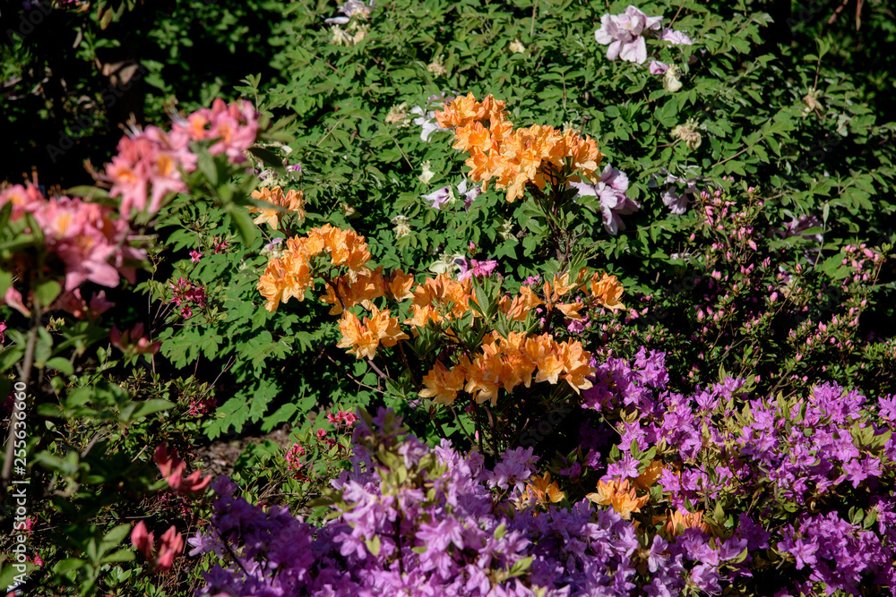 Obraz premium rhododendron bush during blossoming