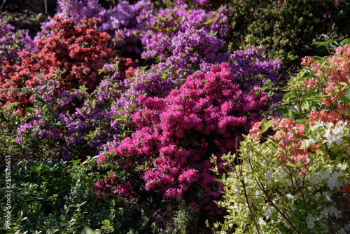Fototapeta Naklejka Na Ścianę i Meble -  rhododendron bush during blossoming