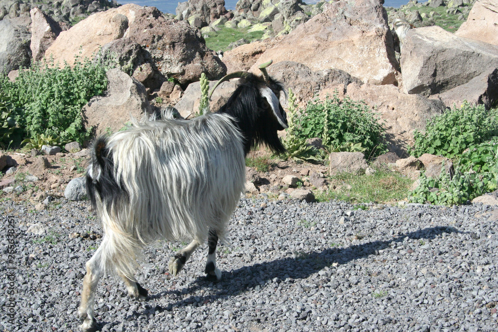 Obraz premium goat grazing in mountain