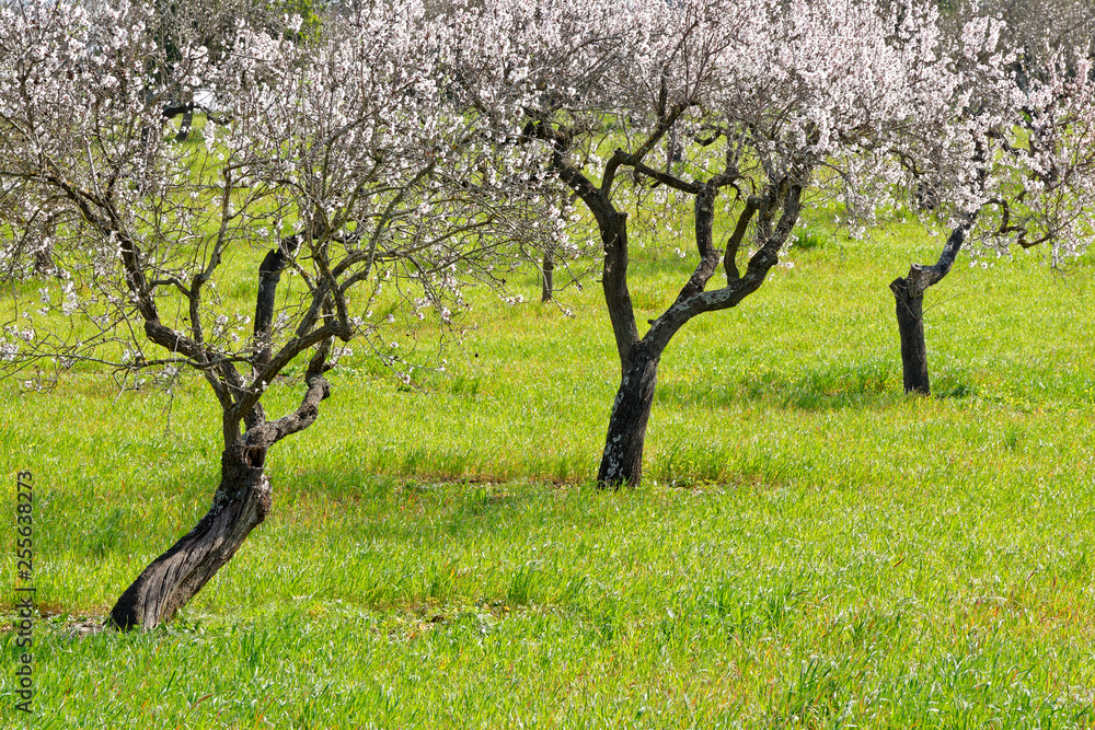 Mandelbäume in voller Blüte, Mallorca, Spanien Mandelbäume in voller Blüte, Mallorca, Spanien