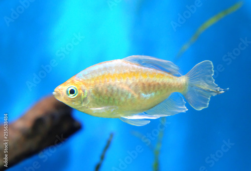 Goldfish in the aquarium. © Ollga P