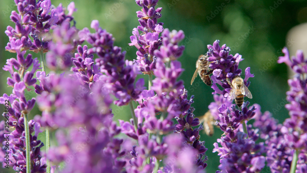 DOF, MACRO, CLOSE UP Bees working hard to pollinate lavender bush and make honey DOF, MACRO, CLOSE UP Bees working hard to pollinate lavender bush and make honey