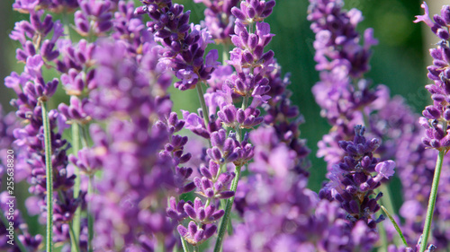DOF, MACRO, CLOSE UP: Lilac lavendula blooms gently moving in light summer wind.