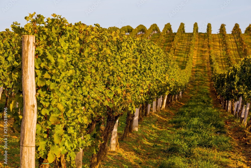 Rows of vines on the hill